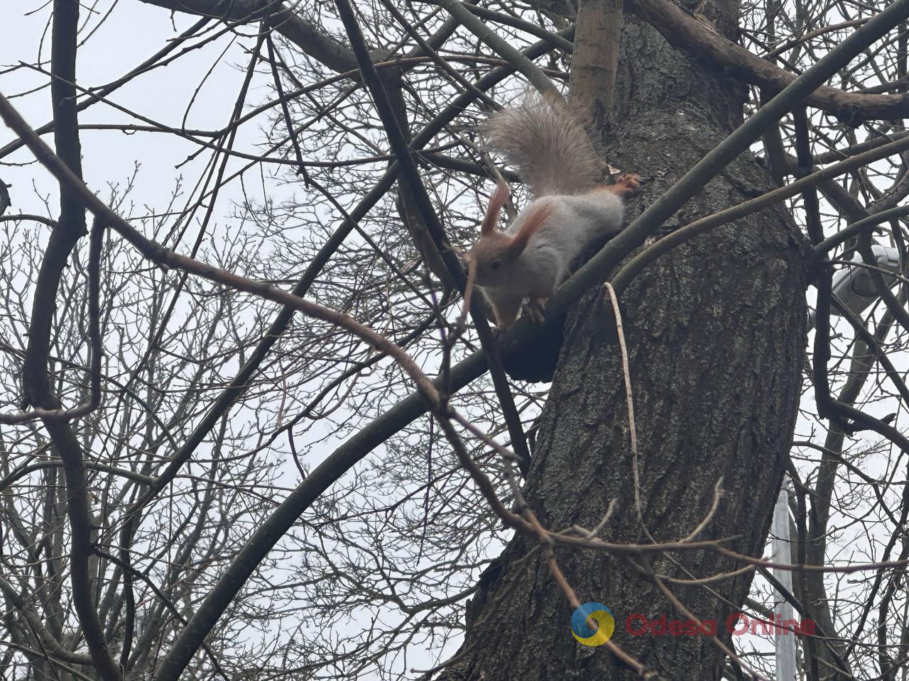 Фото тижня в Одесі: море, перші квіти та наслідки ворожої атаки