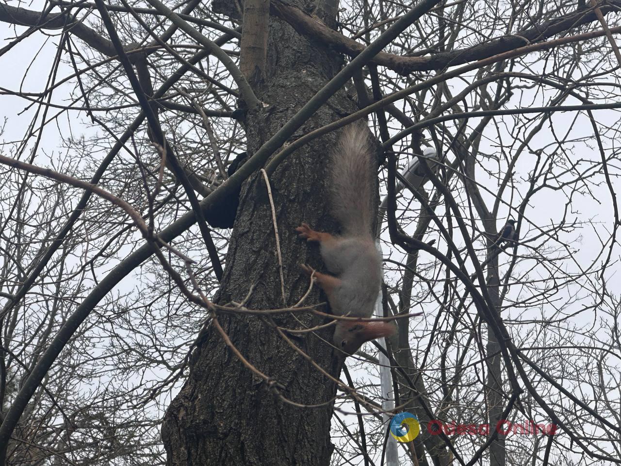 Фото тижня в Одесі: море, перші квіти та наслідки ворожої атаки