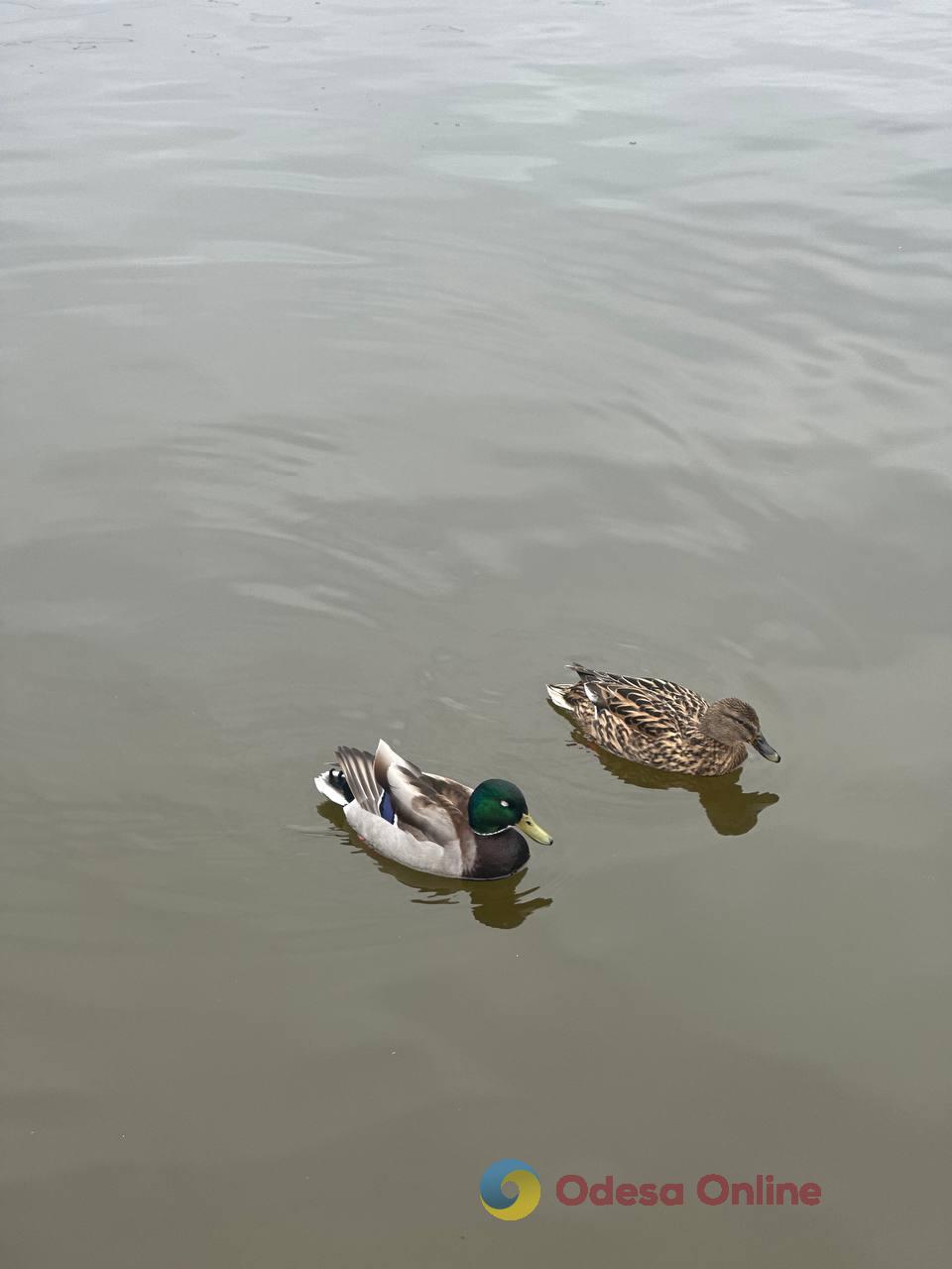 Фото тижня в Одесі: море, перші квіти та наслідки ворожої атаки