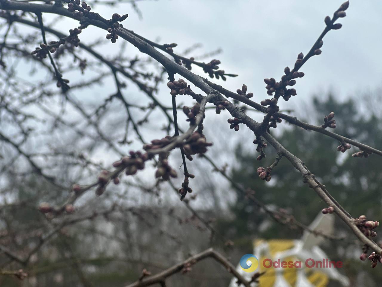 Фото тижня в Одесі: море, перші квіти та наслідки ворожої атаки