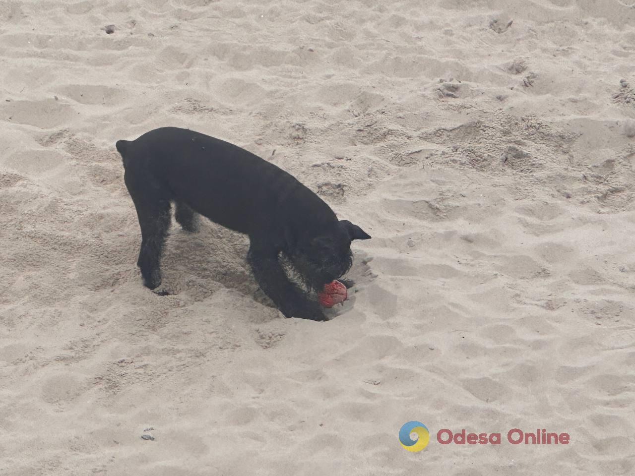 Фото тижня в Одесі: море, перші квіти та наслідки ворожої атаки