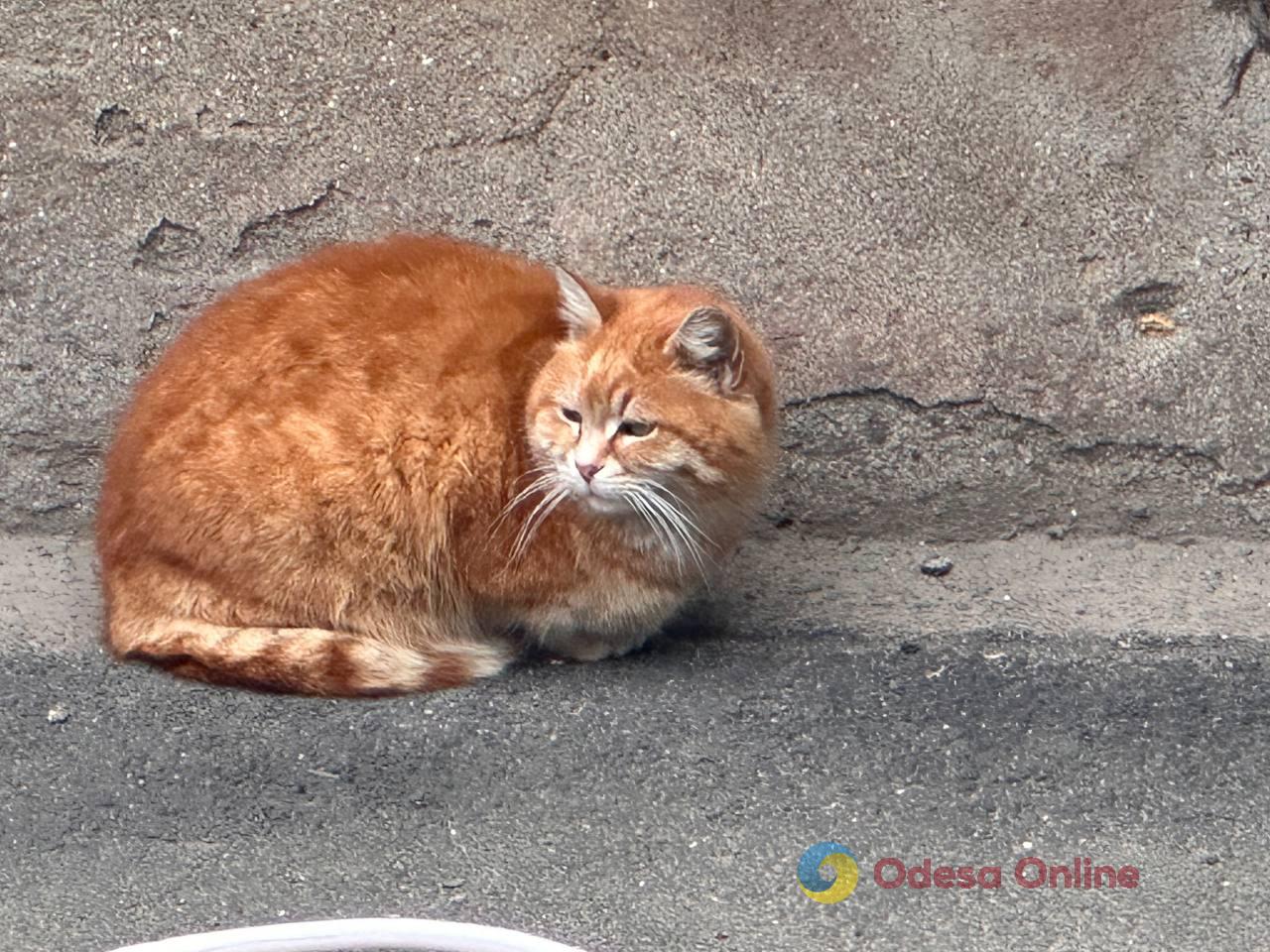 Фото тижня в Одесі: море, перші квіти та наслідки ворожої атаки