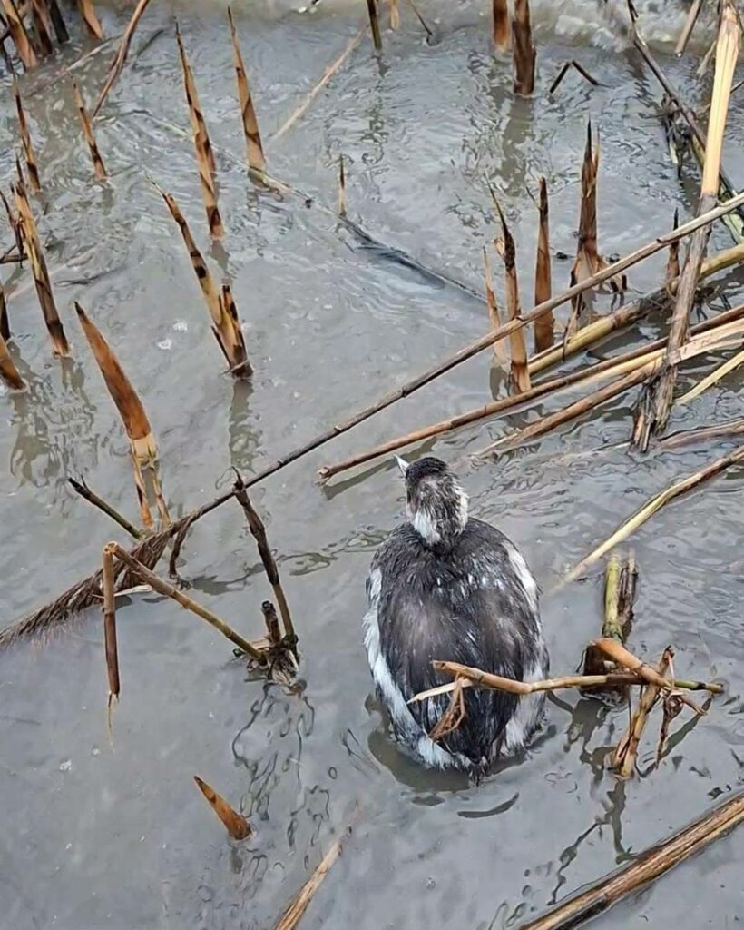 Одесский зоопарк вернул в природу спасенных поганок