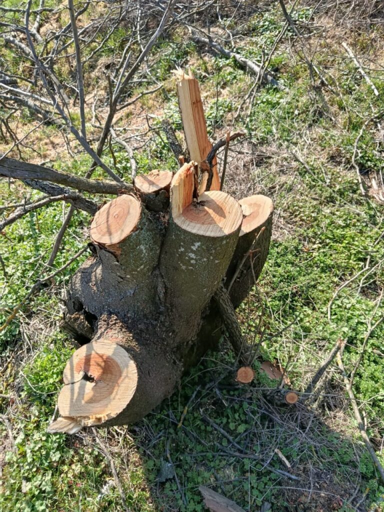На Одещині виявили вирубку акацій та абрикос на понад мільйон гривень На Одещині виявили вирубку акацій та абрикос на понад мільйон гривень