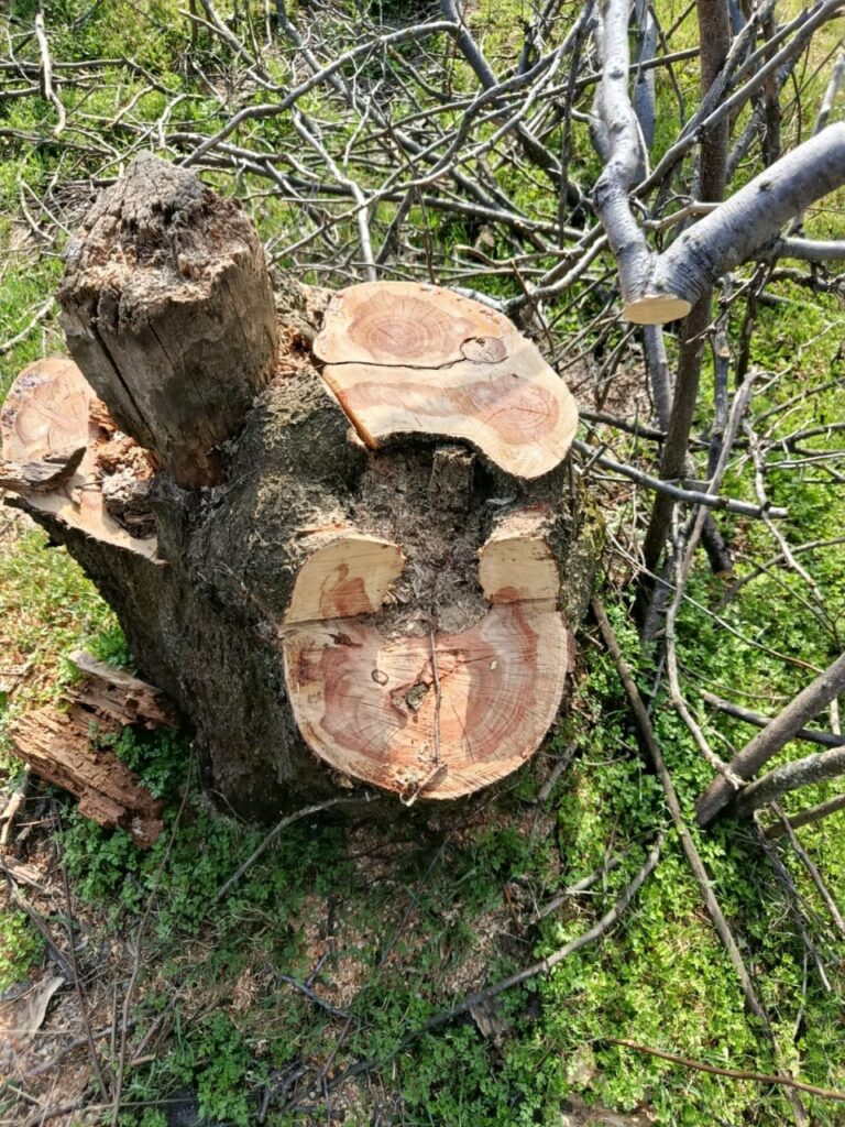 На Одещині виявили вирубку акацій та абрикос на понад мільйон гривень На Одещині виявили вирубку акацій та абрикос на понад мільйон гривень