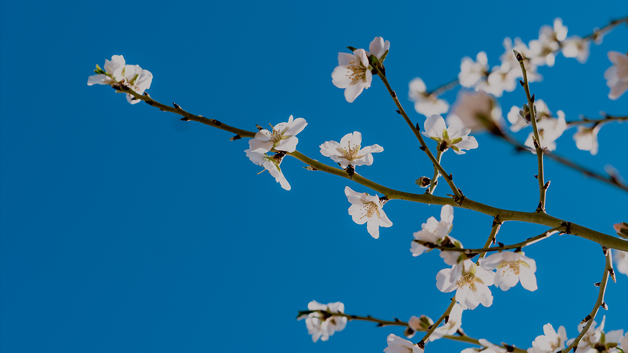 Встречаем весеннее тепло: какой будет погода в Одессе и области 10 марта