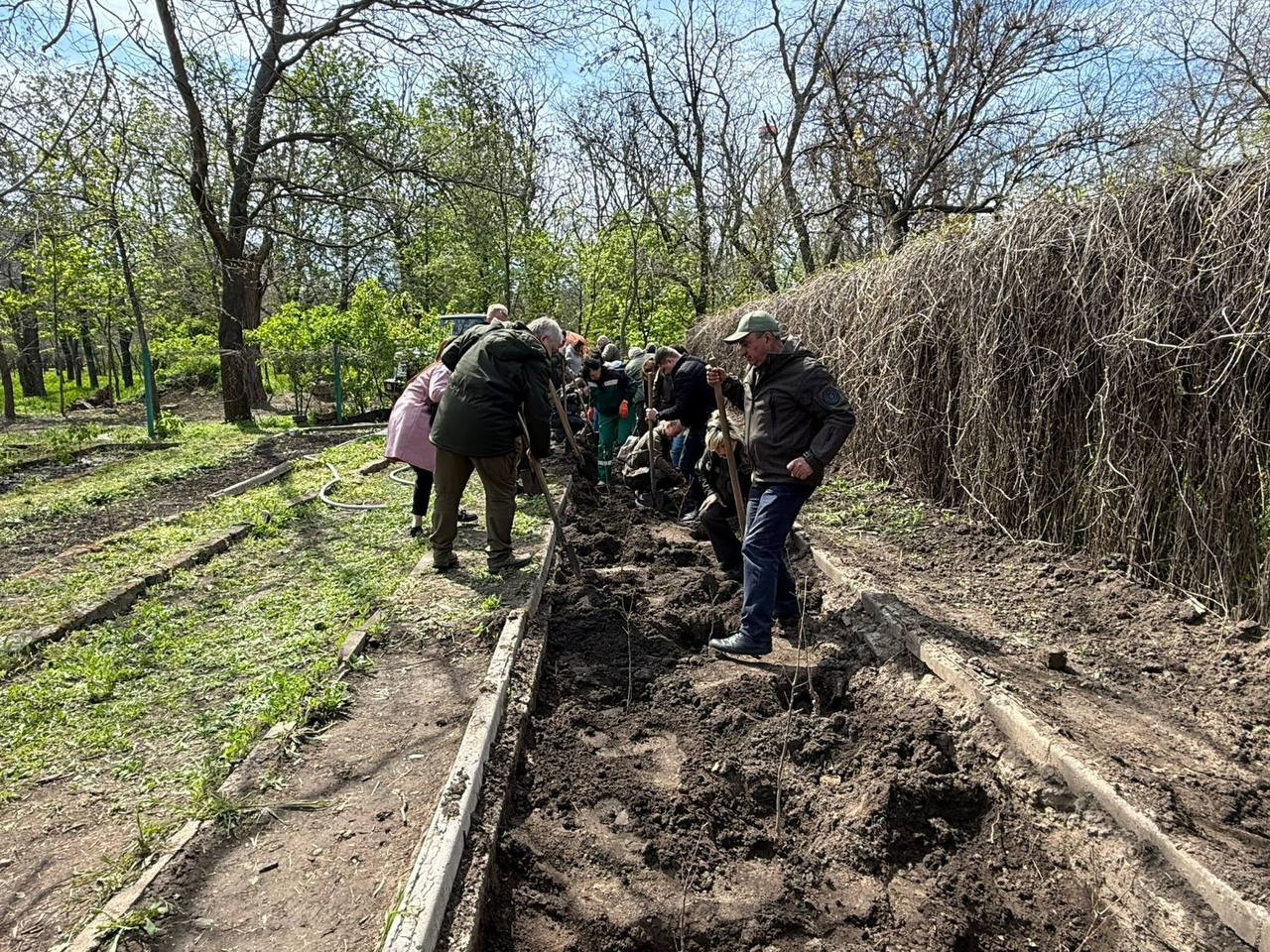 В одесских парках высадили «дубы Шевченко», ели и кусты форзиции В одесских парках высадили «дубы Шевченко», ели и кусты форзиции