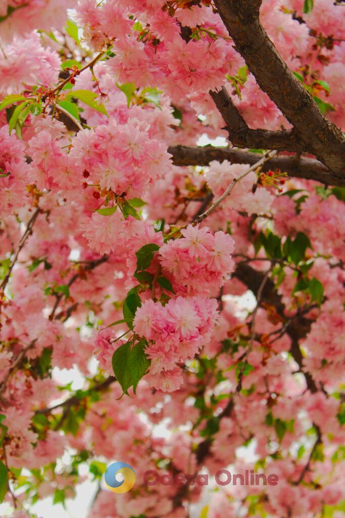 Сакури, тюльпани та кульбаби: весна розфарбувала вулиці Одеси у яскраві кольори Сакуры, тюльпаны и одуванчики: весна раскрасила улицы Одессы в яркие цвета