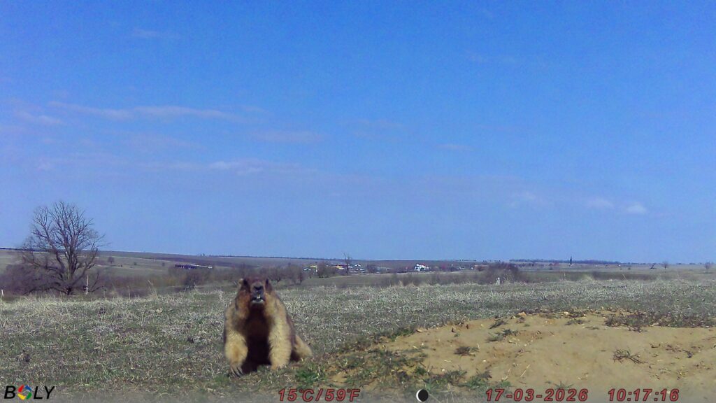 На Одещині фотопастки зафіксували життя колонії бабаків