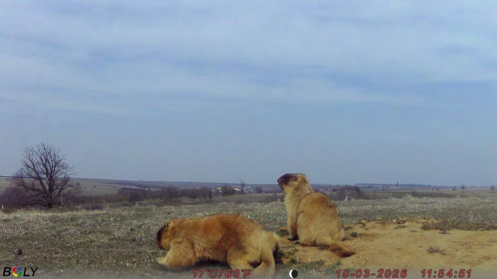 На Одещині фотопастки зафіксували життя колонії бабаків