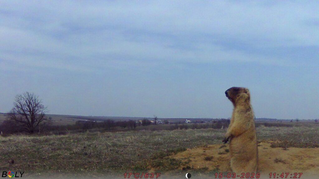На Одещині фотопастки зафіксували життя колонії бабаків