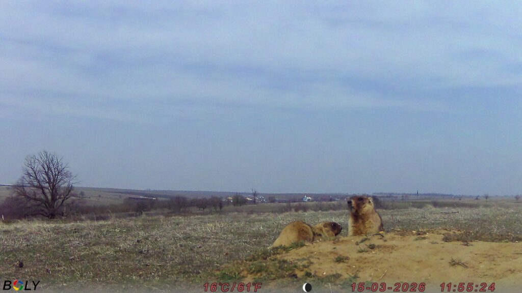 На Одещині фотопастки зафіксували життя колонії бабаків