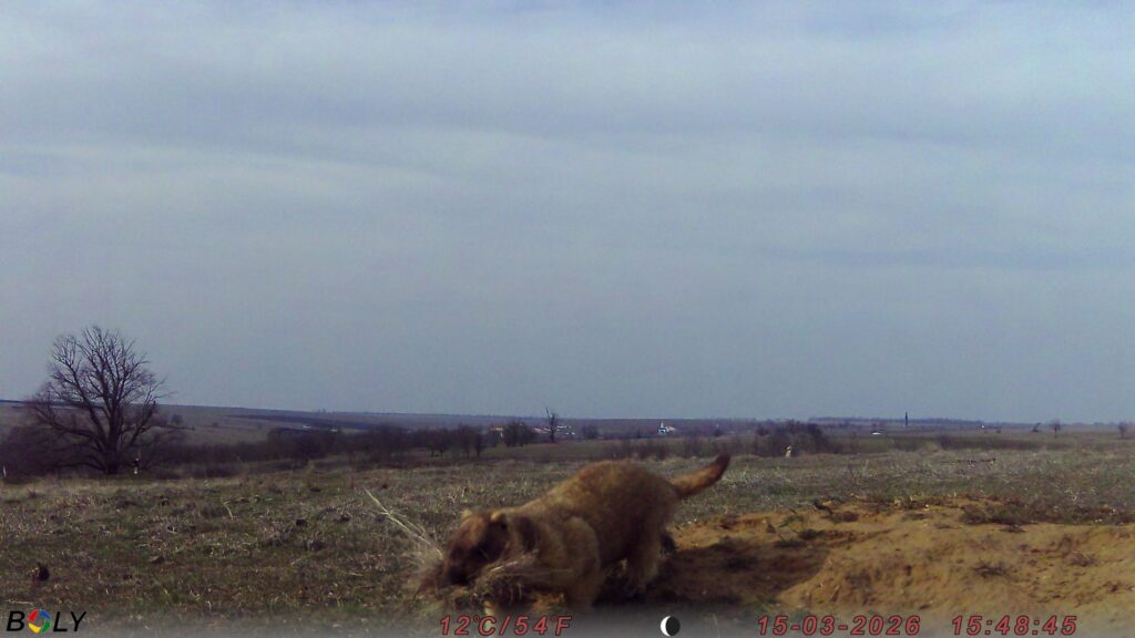 На Одещині фотопастки зафіксували життя колонії бабаків