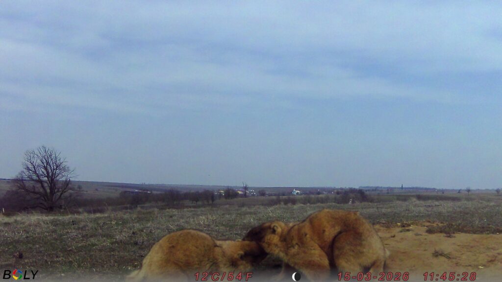 На Одещині фотопастки зафіксували життя колонії бабаків
