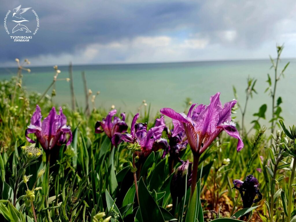 Дикие ирисы массово зацвели в Нацпарке в Одесской области (фото)