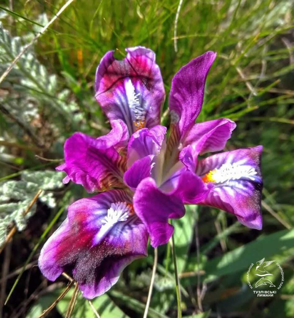 Дикие ирисы массово зацвели в Нацпарке в Одесской области (фото)