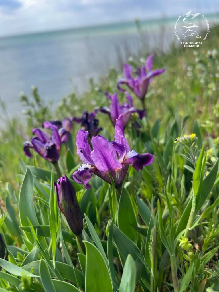 Дикие ирисы массово зацвели в Нацпарке в Одесской области (фото)