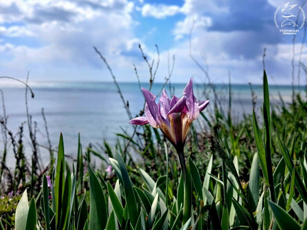 Дикие ирисы массово зацвели в Нацпарке в Одесской области (фото)