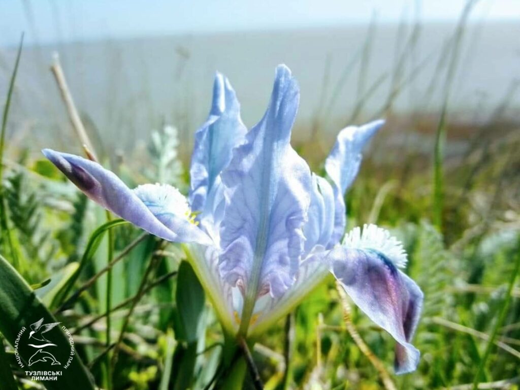 Дикие ирисы массово зацвели в Нацпарке в Одесской области (фото)