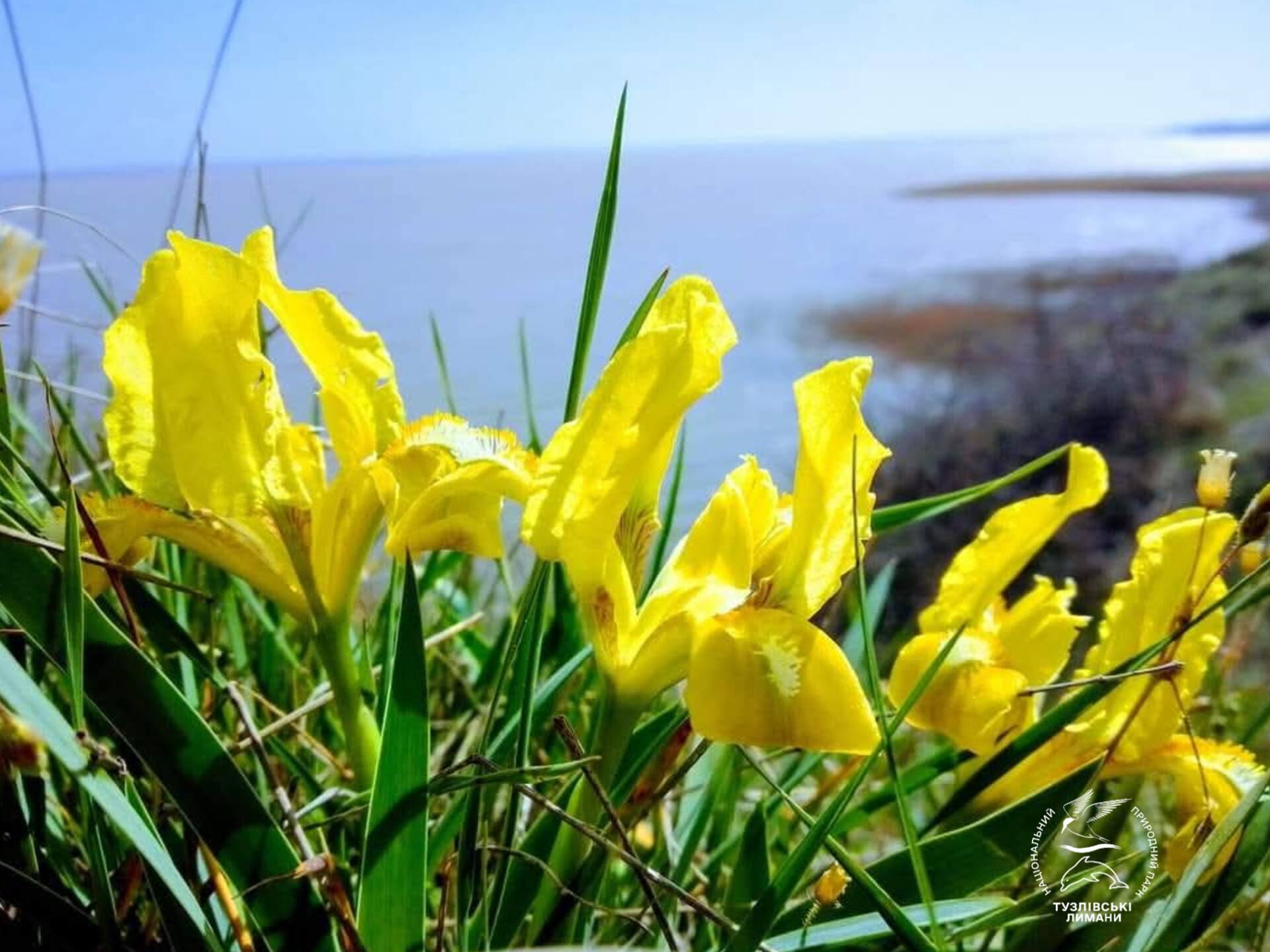 Дикие ирисы массово зацвели в Нацпарке в Одесской области (фото)