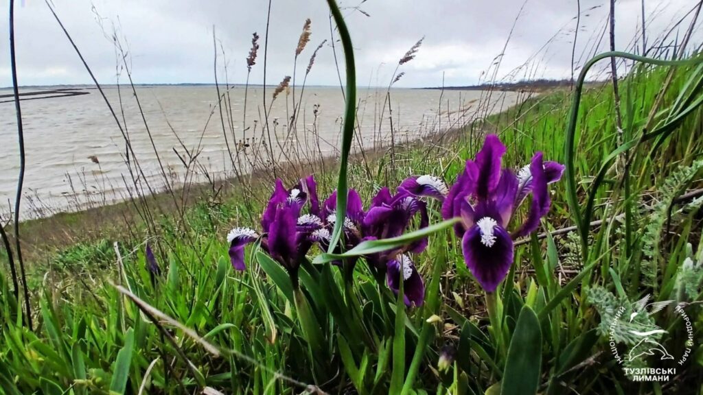 Дикие ирисы массово зацвели в Нацпарке в Одесской области (фото)