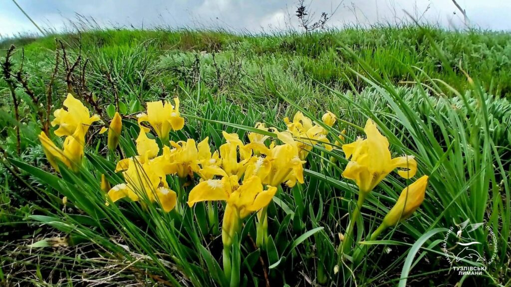Дикие ирисы массово зацвели в Нацпарке в Одесской области (фото)