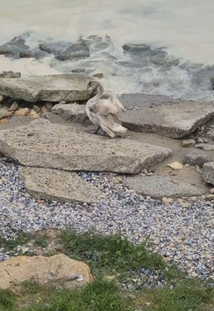 Олія забруднила море в Чорноморську: екологи врятували постраждалого лебедя