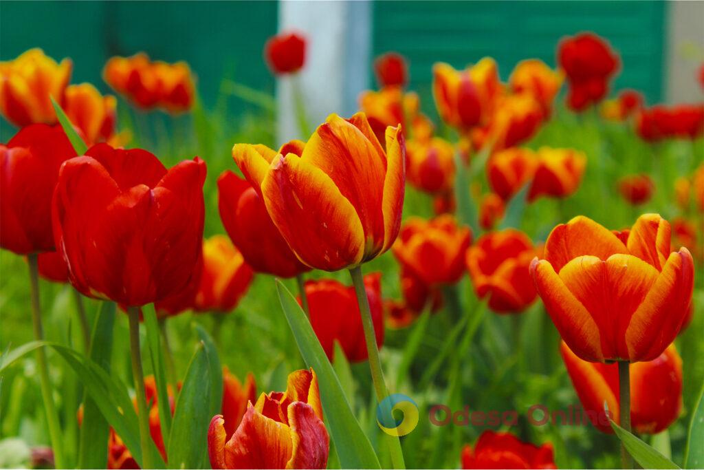 Сакури, тюльпани та кульбаби: весна розфарбувала вулиці Одеси у яскраві кольори Сакуры, тюльпаны и одуванчики: весна раскрасила улицы Одессы в яркие цвета