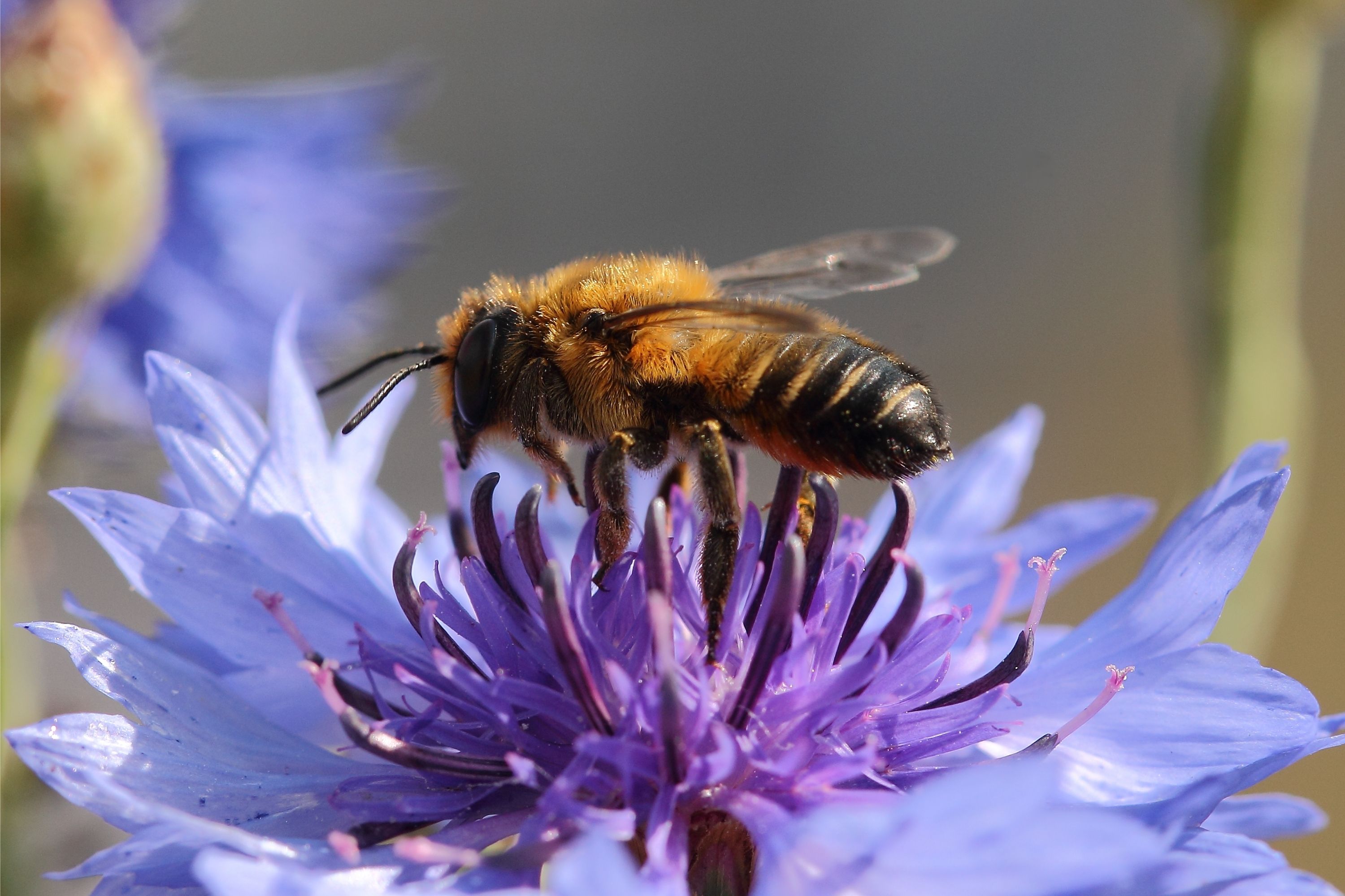 В Нацпарке в Одесской области проснулись миллионы рыжих осмий