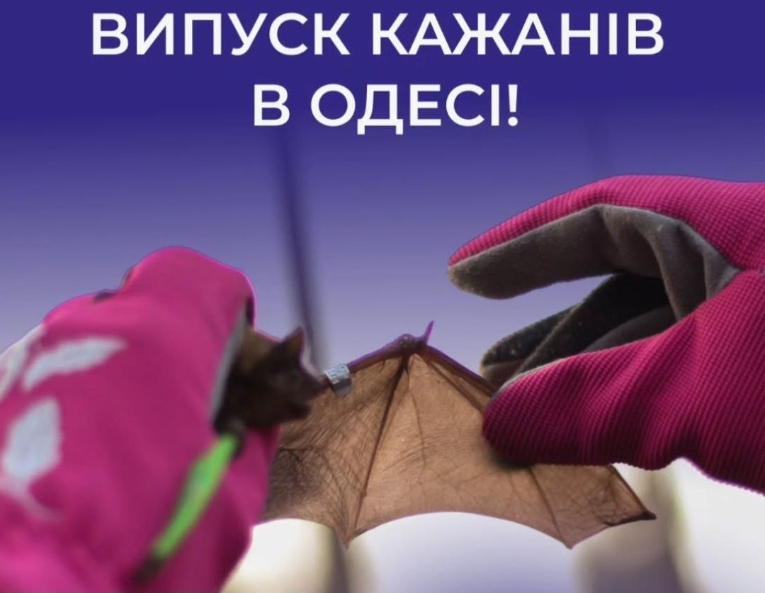 В Одесі вперше відбудеться випуск у дику природу врятованих кажанів