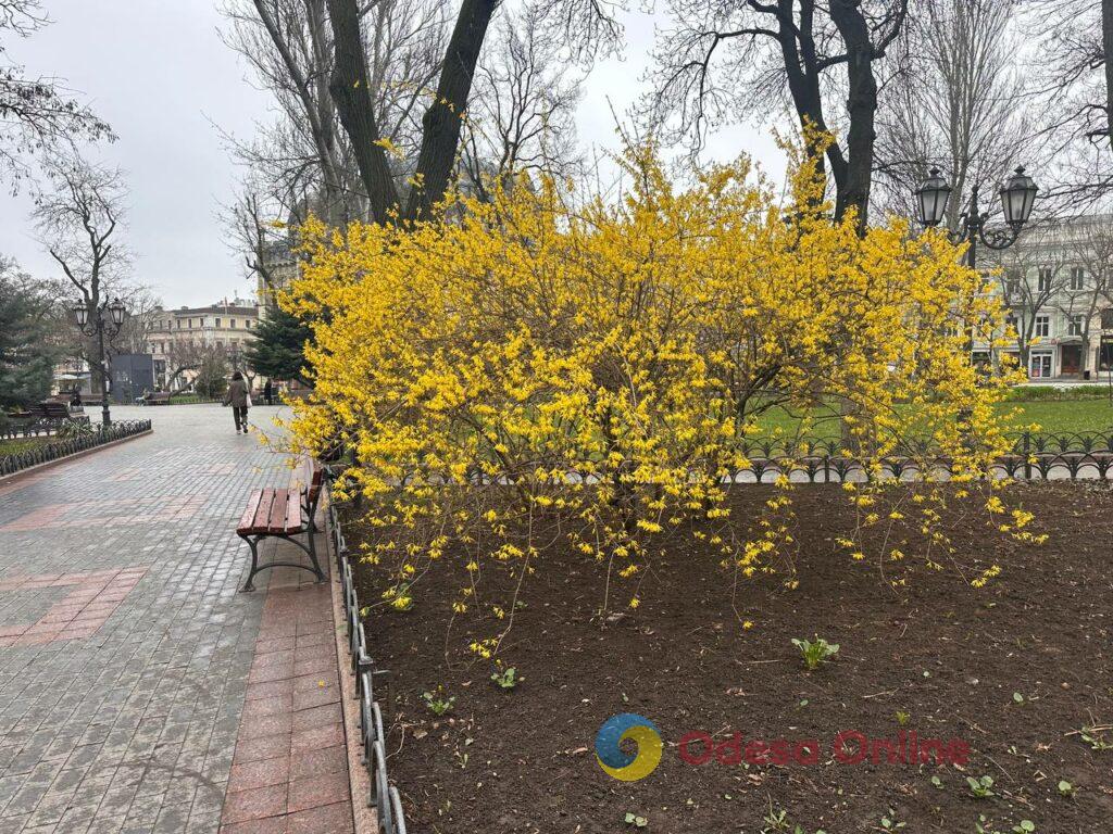 Одесса в объективе: цветущие деревья, спасенные летучие мыши и вера в победу