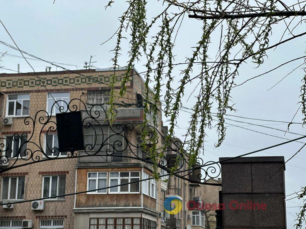 Одесса в объективе: цветущие деревья, спасенные летучие мыши и вера в победу