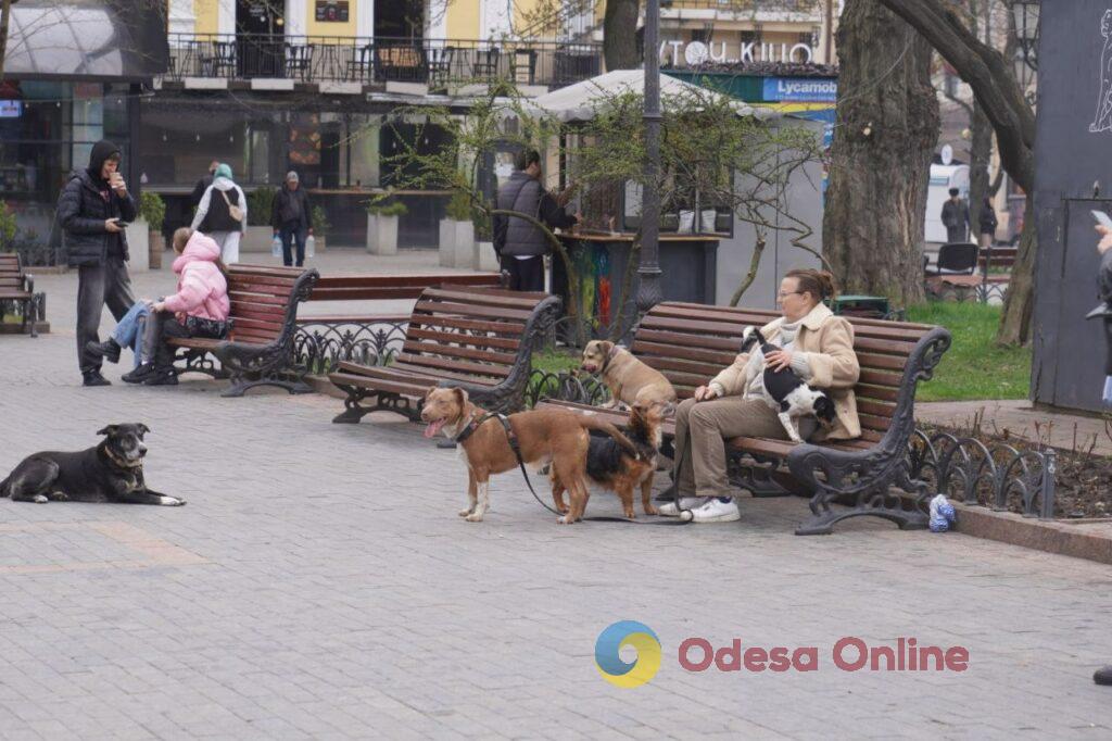 Одесса в объективе: цветущие деревья, спасенные летучие мыши и вера в победу