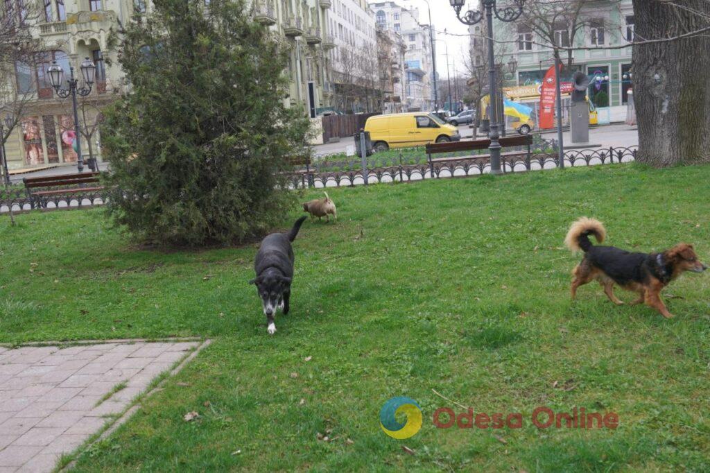 Одесса в объективе: цветущие деревья, спасенные летучие мыши и вера в победу