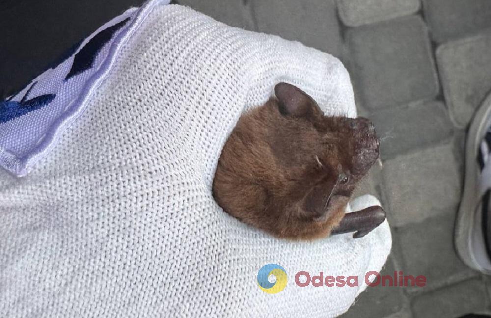 Вперше в Одесі: у парку Шевченка випустили на волю 27 врятованих кажанів Впервые в Одессе: в парке Шевченко выпустили на волю 27 спасенных летучих мышей