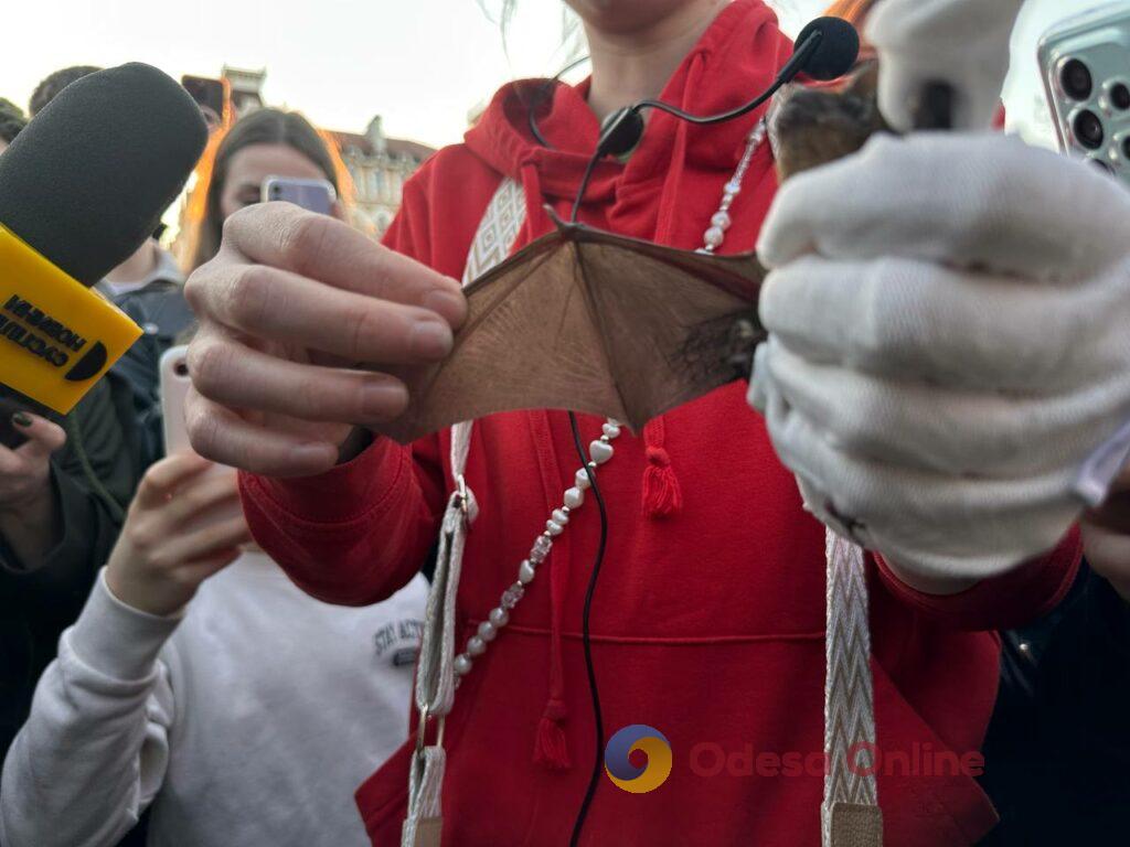 Вперше в Одесі: у парку Шевченка випустили на волю 27 врятованих кажанів Впервые в Одессе: в парке Шевченко выпустили на волю 27 спасенных летучих мышей