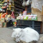 погода кіт новий ринок
