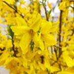 погода весна квіти