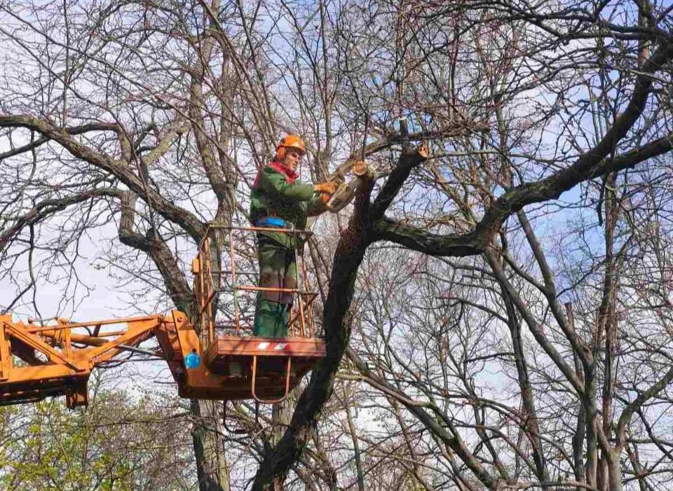 В Одесі з початку року підрізали майже 1400 дерев: де зараз тривають роботи