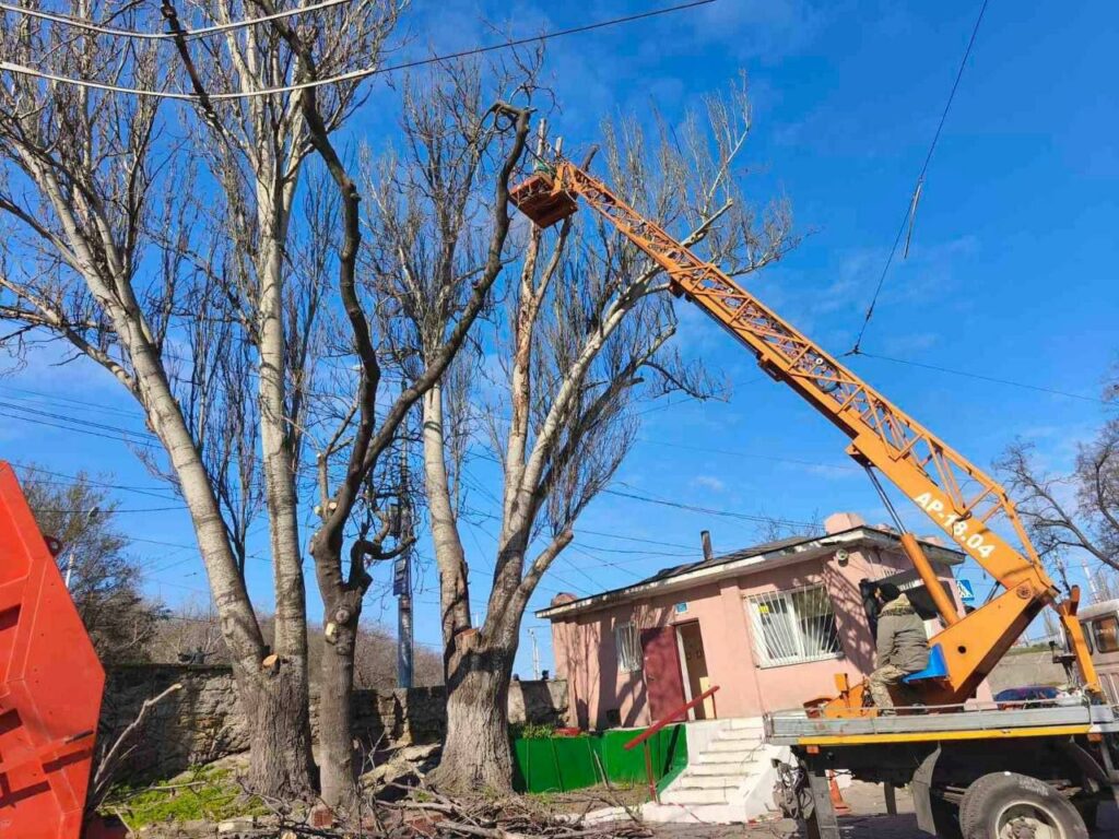 В Одесі з початку року підрізали майже 1400 дерев: де зараз тривають роботи