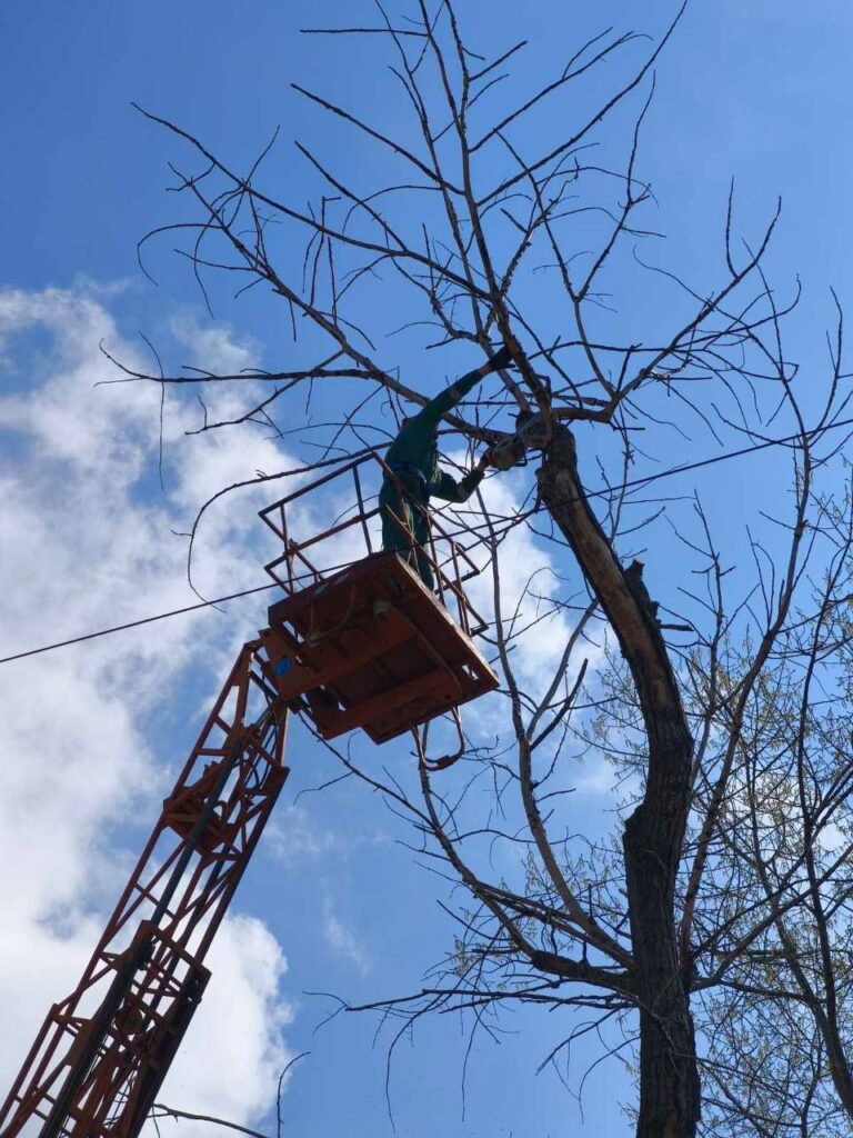 В Одесі з початку року підрізали майже 1400 дерев: де зараз тривають роботи