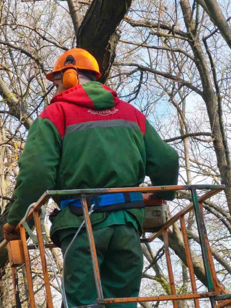 В Одесі з початку року підрізали майже 1400 дерев: де зараз тривають роботи