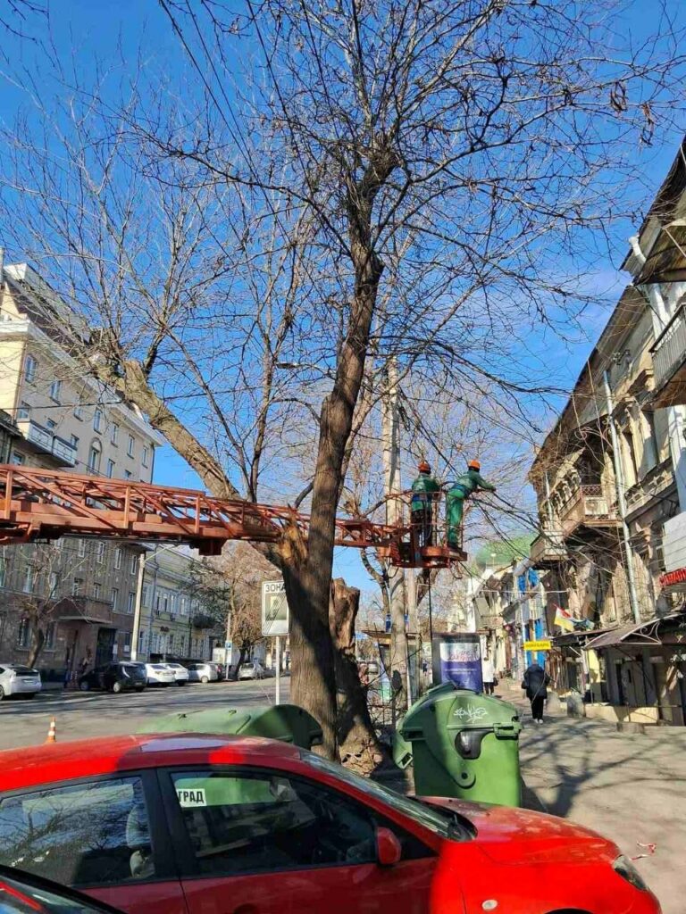 В Одесі з початку року підрізали майже 1400 дерев: де зараз тривають роботи