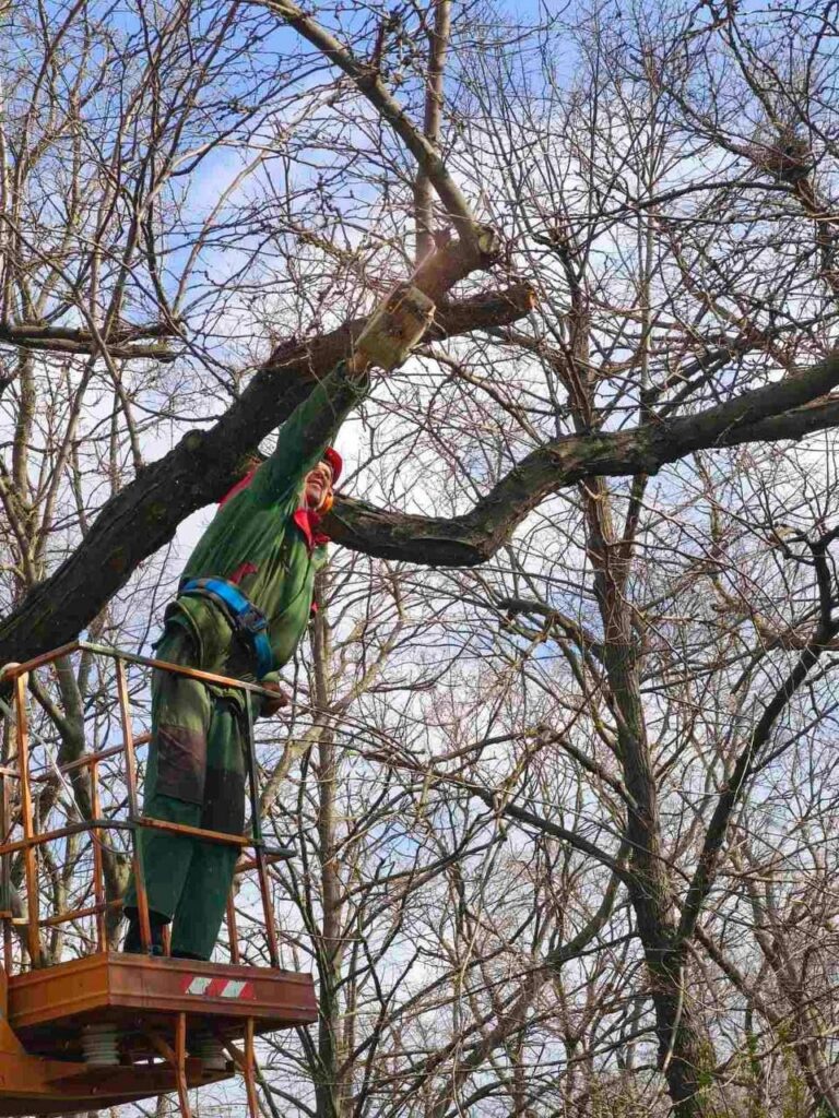 В Одесі з початку року підрізали майже 1400 дерев: де зараз тривають роботи