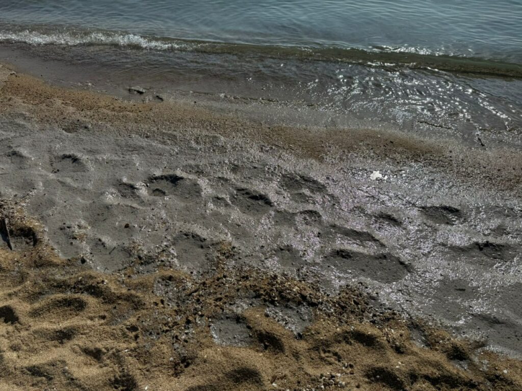 Плями та специфічний запах: під Одесою зафіксували забруднення моря