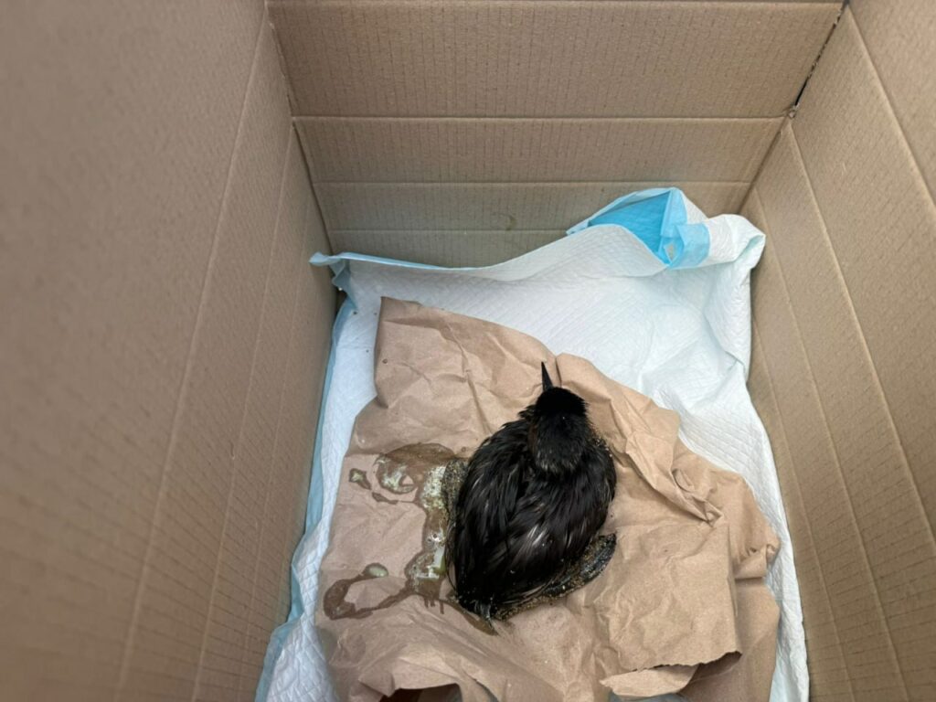 Плями та специфічний запах: під Одесою зафіксували забруднення моря