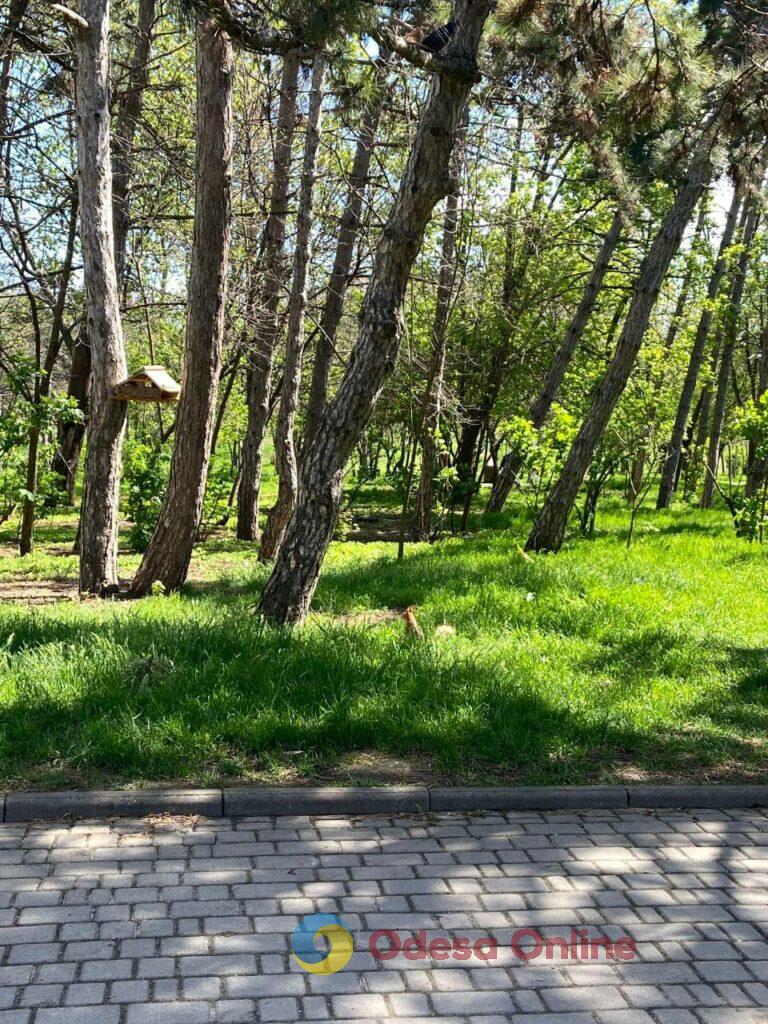 Одесити насолоджуються морем та цвітом сакур у паузах між тривогами Одесити насолоджуються морем та цвітом сакур у паузах між тривогами