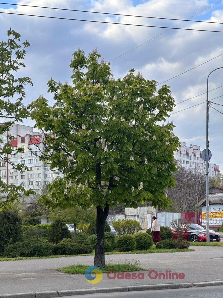 Одесити насолоджуються морем та цвітом сакур у паузах між тривогами Одесити насолоджуються морем та цвітом сакур у паузах між тривогами