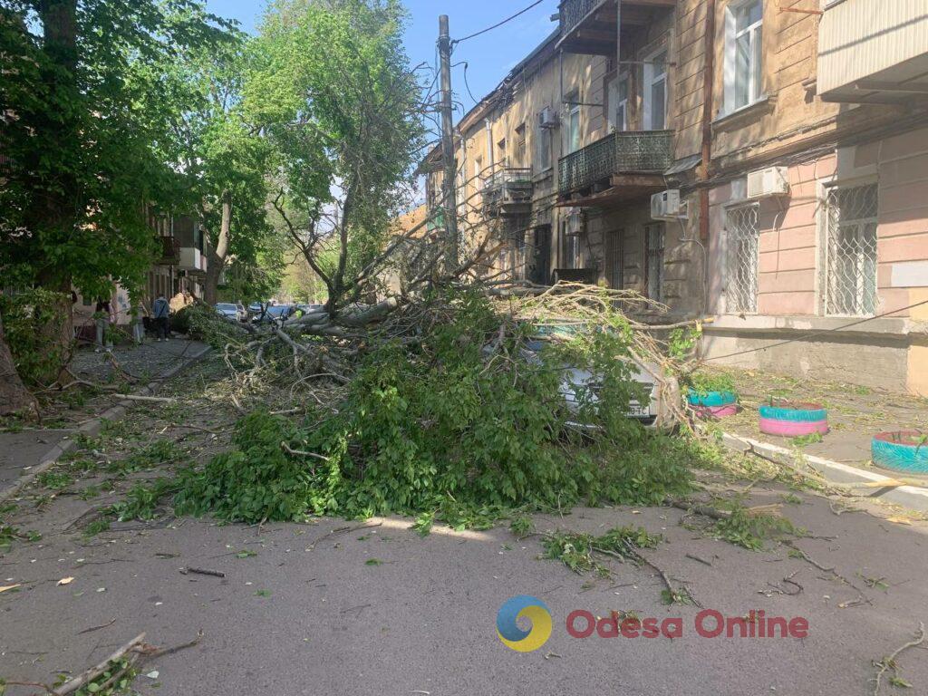 В Одесі через негоду дерево вирвало з коренем: пошкоджені кілька автівок