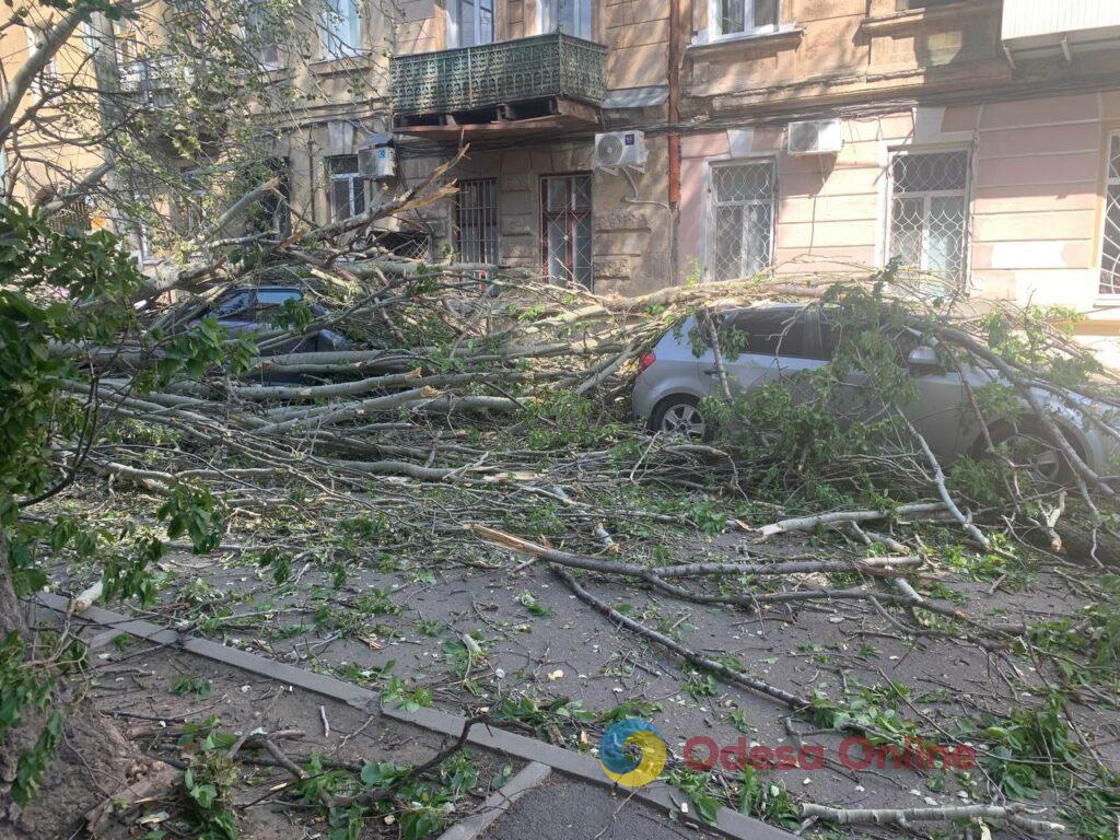 В Одесі через негоду дерево вирвало з коренем: пошкоджені кілька автівок